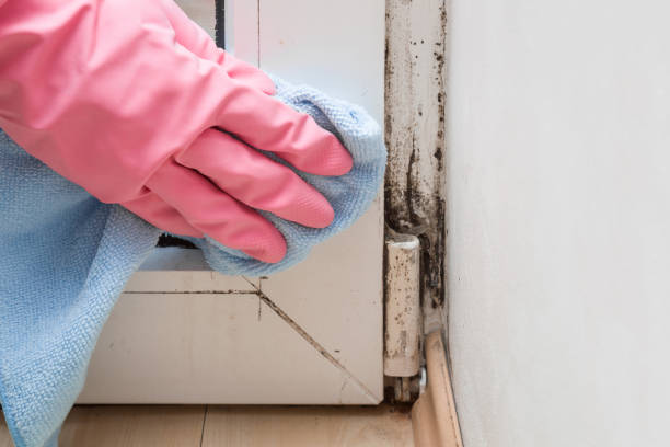 Best Bathroom Mold Remediation in Melcher Dallas, IA